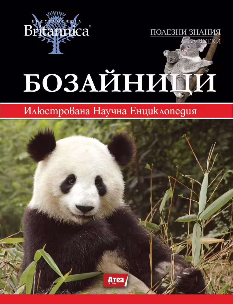 Корицата на 